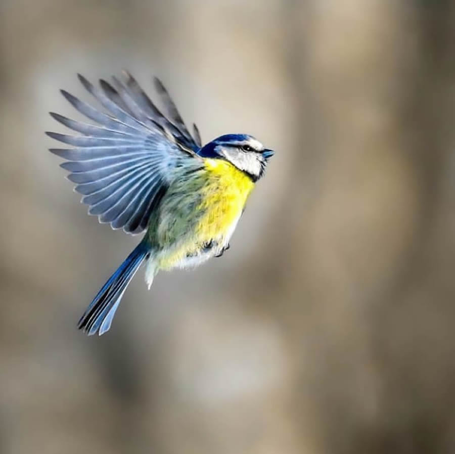 Best Bird Photos From Finland