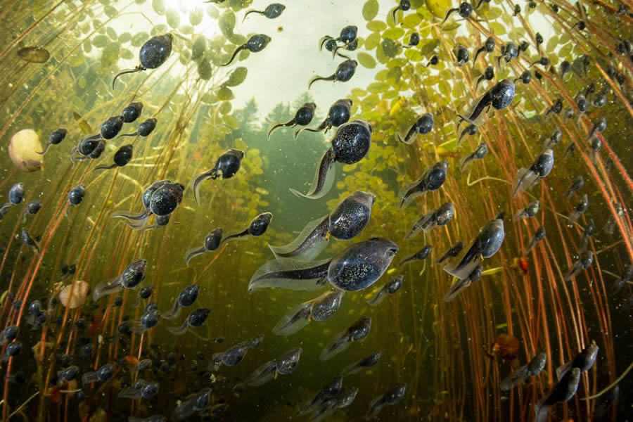 Big Picture Nature World Photography Awards 2024 Winners