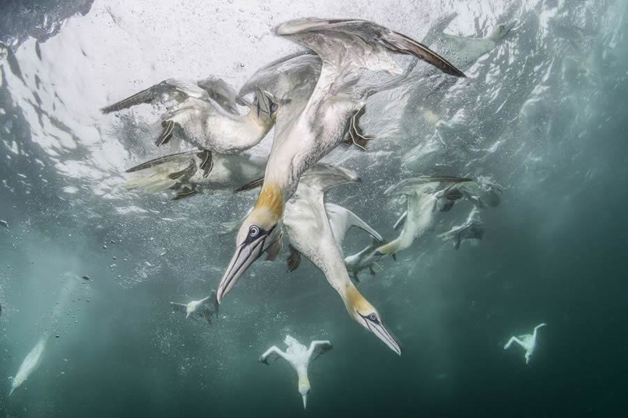 Big Picture Nature World Photography Awards 2024 Winners