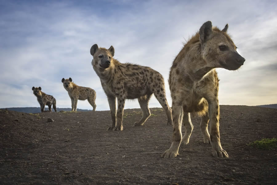 Big Picture Nature World Photography Awards 2024 Winners