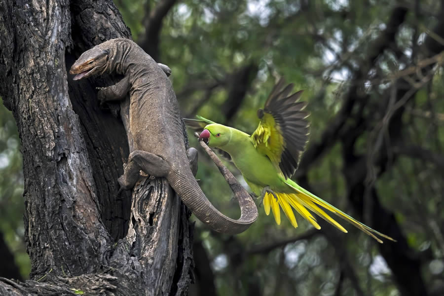 Big Picture Nature World Photography Awards 2024 Winners