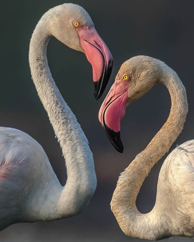 Indian Bird Photography By Shreeniwas Kandukuree