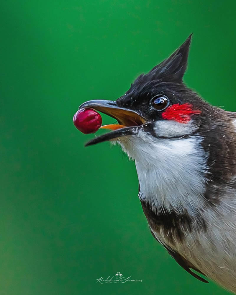 Indian Bird Photography By Shreeniwas Kandukuree