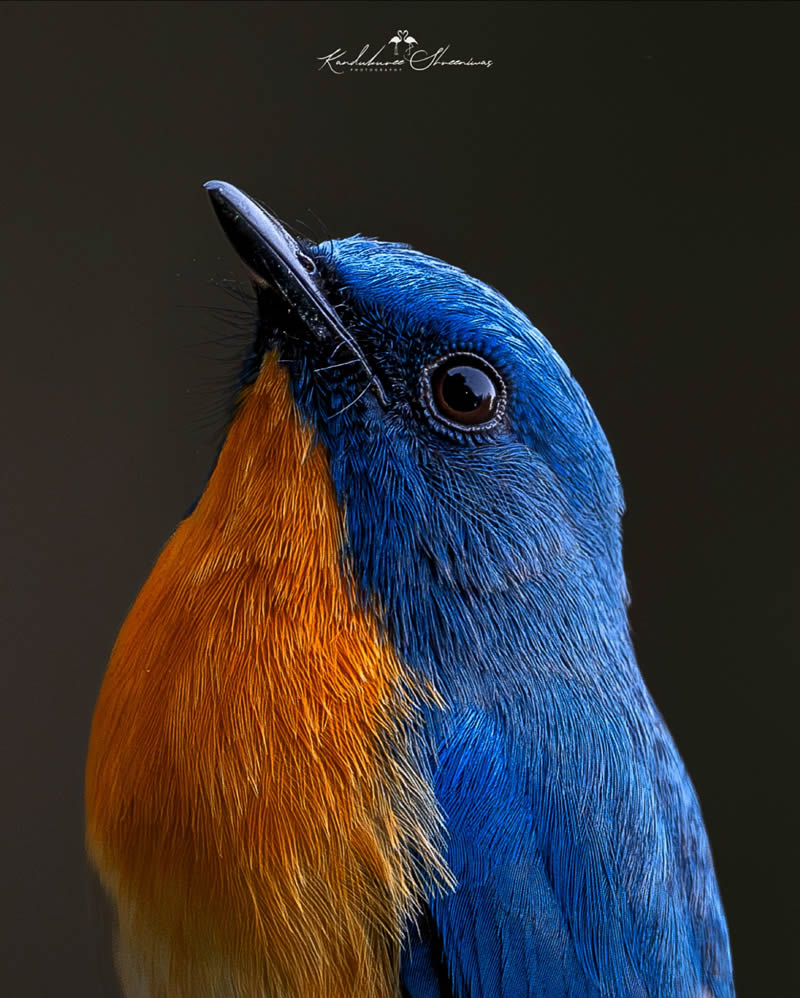 Indian Bird Photography By Shreeniwas Kandukuree