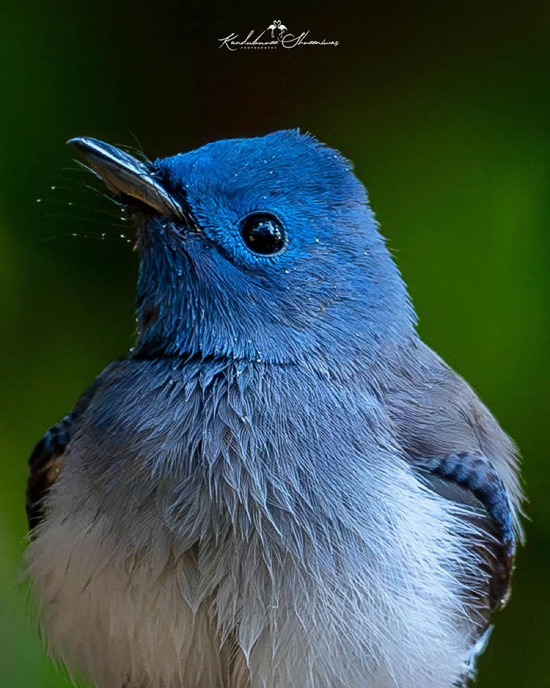 Indian Bird Photography By Shreeniwas Kandukuree