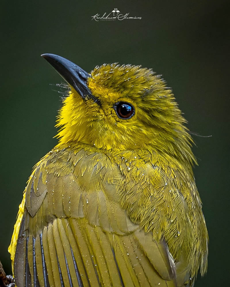 Indian Bird Photography By Shreeniwas Kandukuree