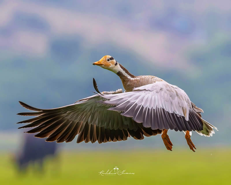 Indian Bird Photography By Shreeniwas Kandukuree