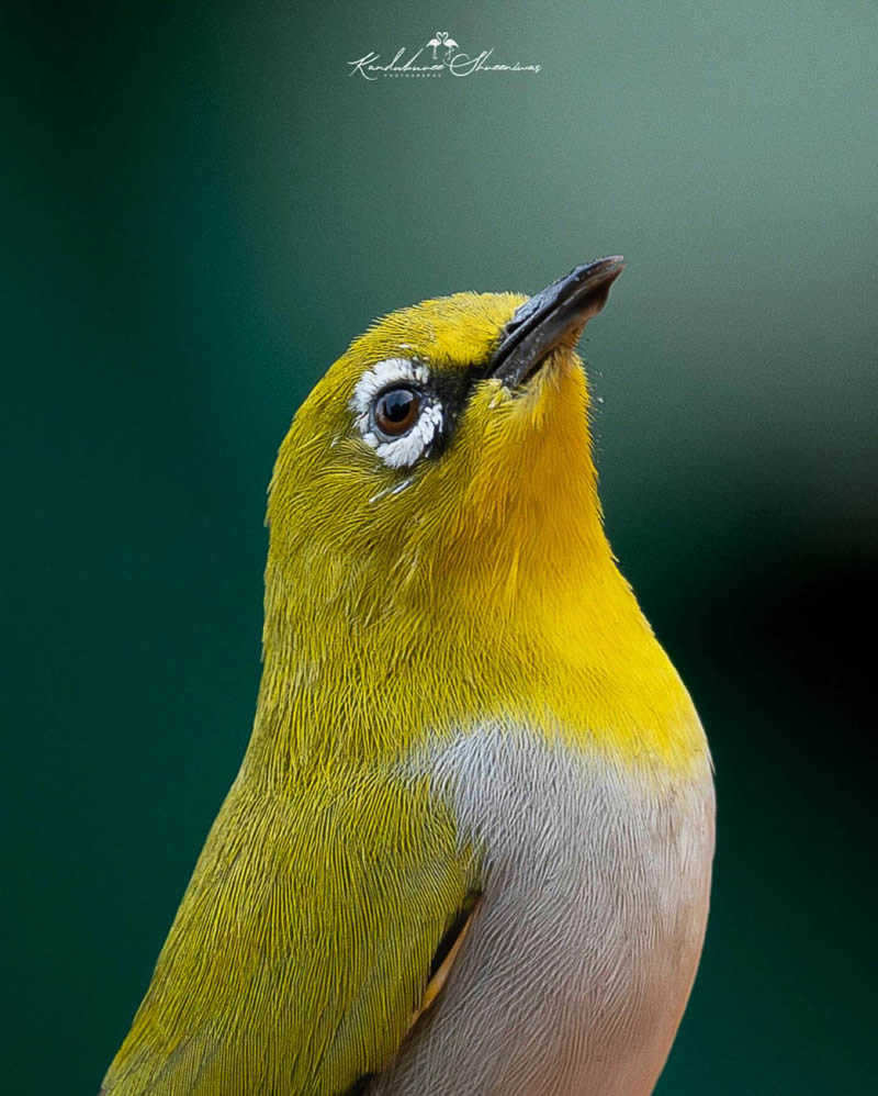 Indian Bird Photography By Shreeniwas Kandukuree