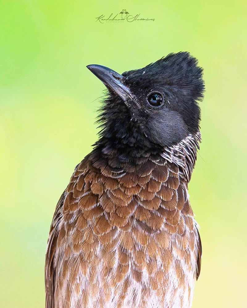 Indian Bird Photography By Shreeniwas Kandukuree