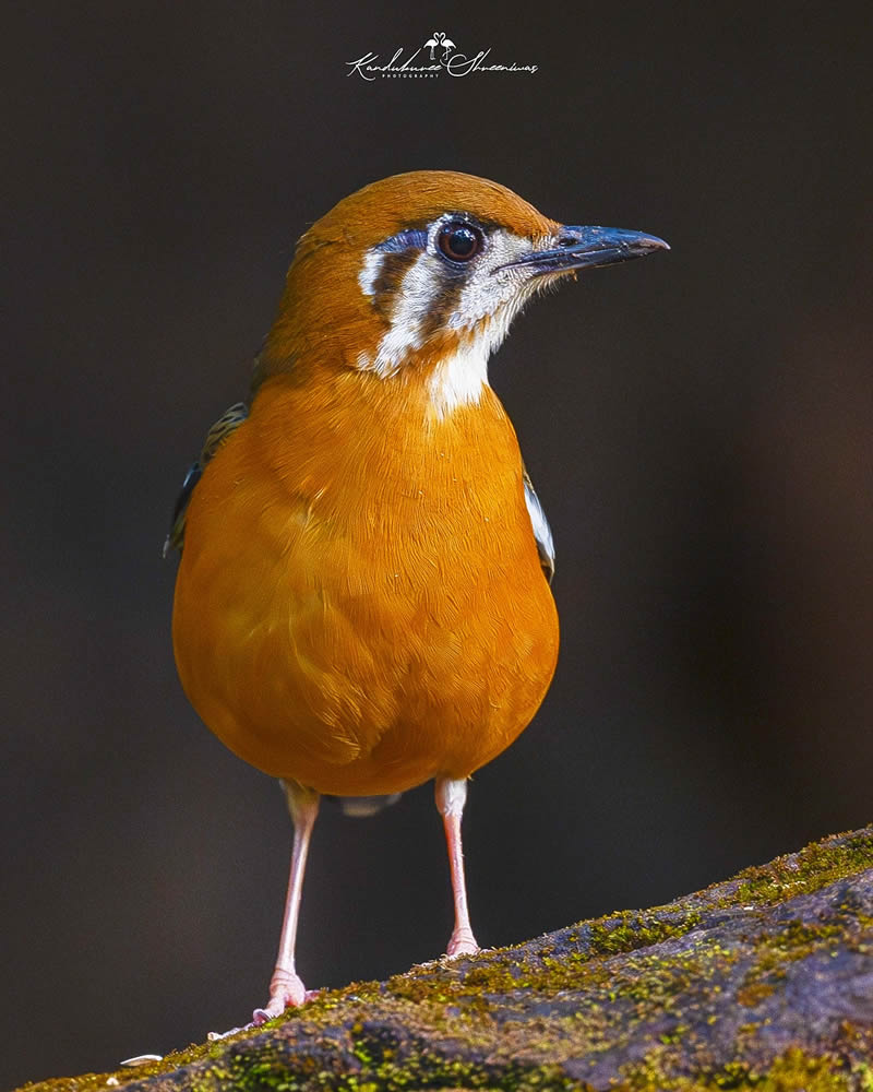 Indian Bird Photography By Shreeniwas Kandukuree