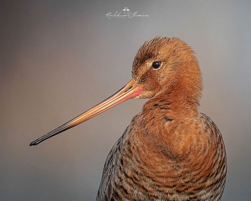 Indian Bird Photography By Shreeniwas Kandukuree