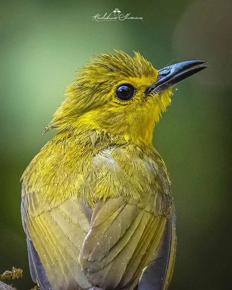 Indian Bird Photography By Shreeniwas Kandukuree