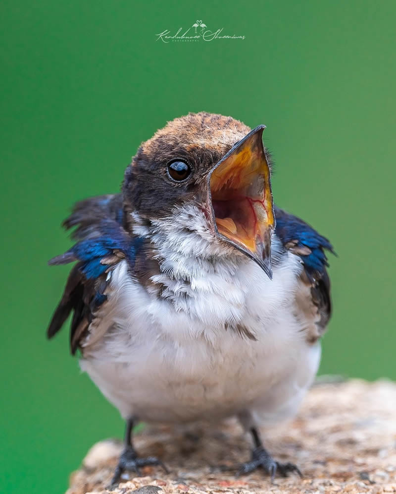 Indian Bird Photography By Shreeniwas Kandukuree