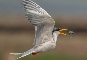 Indian Bird Photography By Shreeniwas Kandukuree