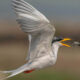 Indian Bird Photography By Shreeniwas Kandukuree