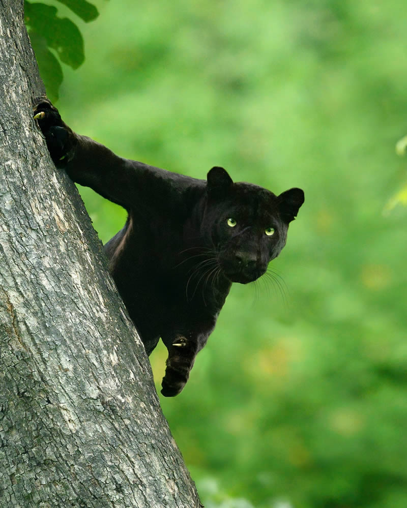 Black Panther Roaming In The Jungles Of India By Mithun Hunugund