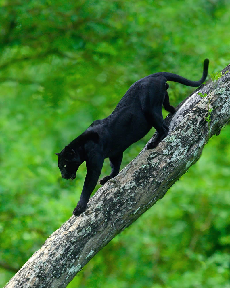 Black Panther Roaming In The Jungles Of India By Mithun Hunugund