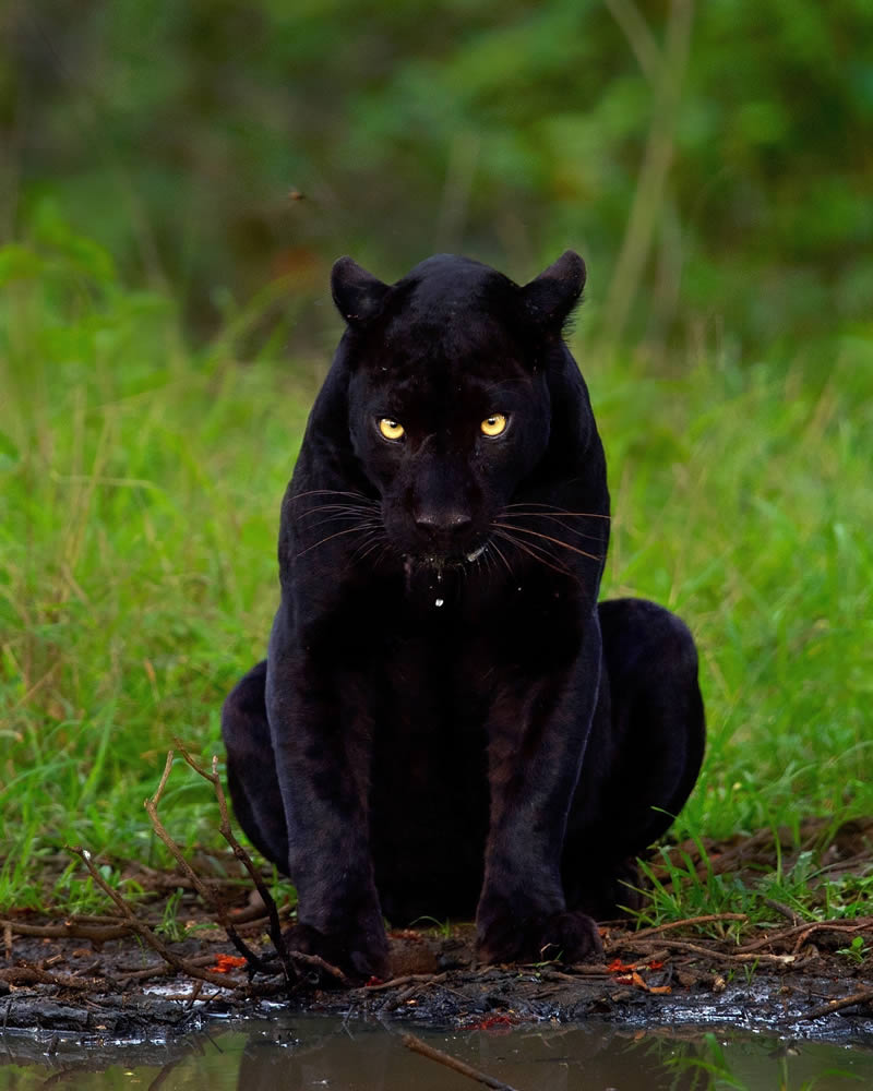 Black Panther Roaming In The Jungles Of India By Mithun Hunugund