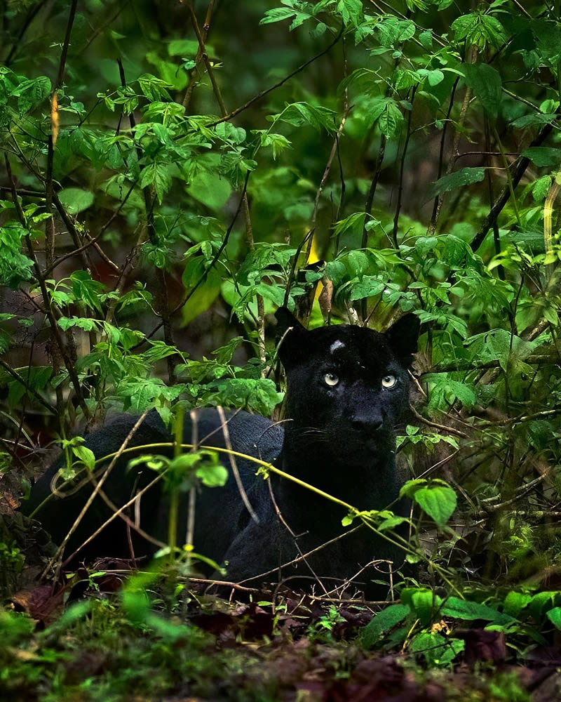 Black Panther Roaming In The Jungles Of India By Mithun Hunugund