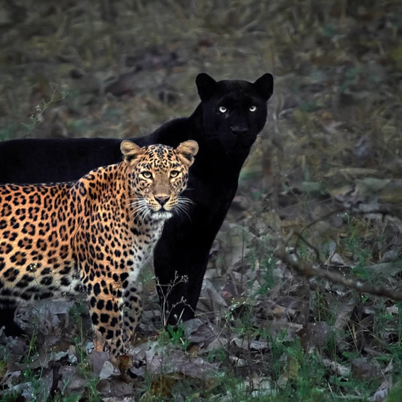 Black Panther Roaming In The Jungles Of India By Mithun Hunugund