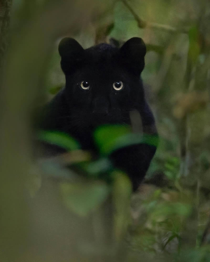 Black Panther Roaming In The Jungles Of India By Mithun Hunugund