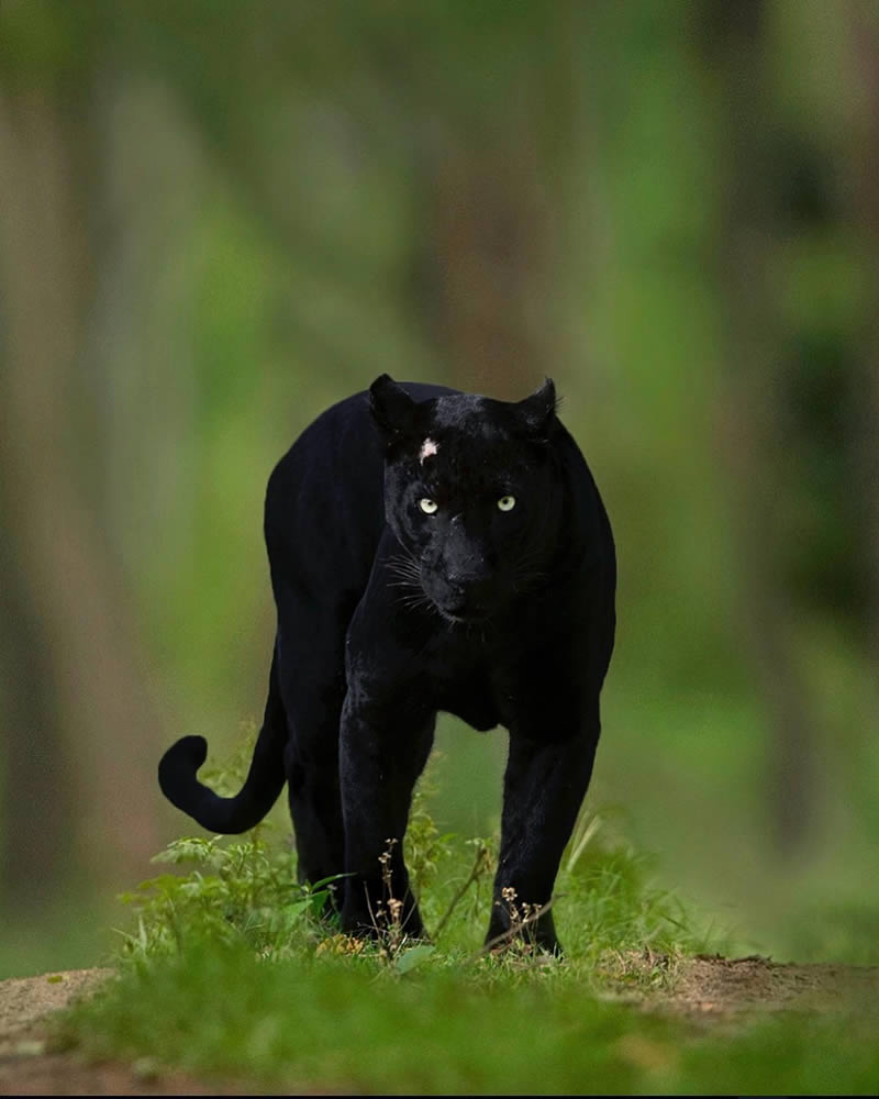 Black Panther Roaming In The Jungles Of India By Mithun Hunugund