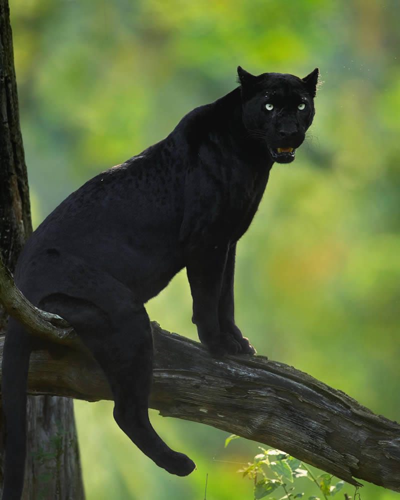 Black Panther Roaming In The Jungles Of India By Mithun Hunugund