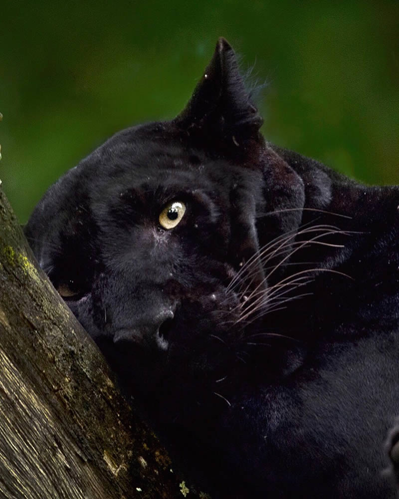 Black Panther Roaming In The Jungles Of India By Mithun Hunugund