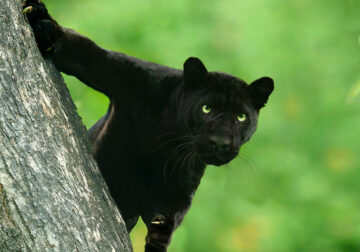 Black Panther Roaming In The Jungles Of India By Mithun Hunugund