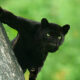 Black Panther Roaming In The Jungles Of India By Mithun Hunugund