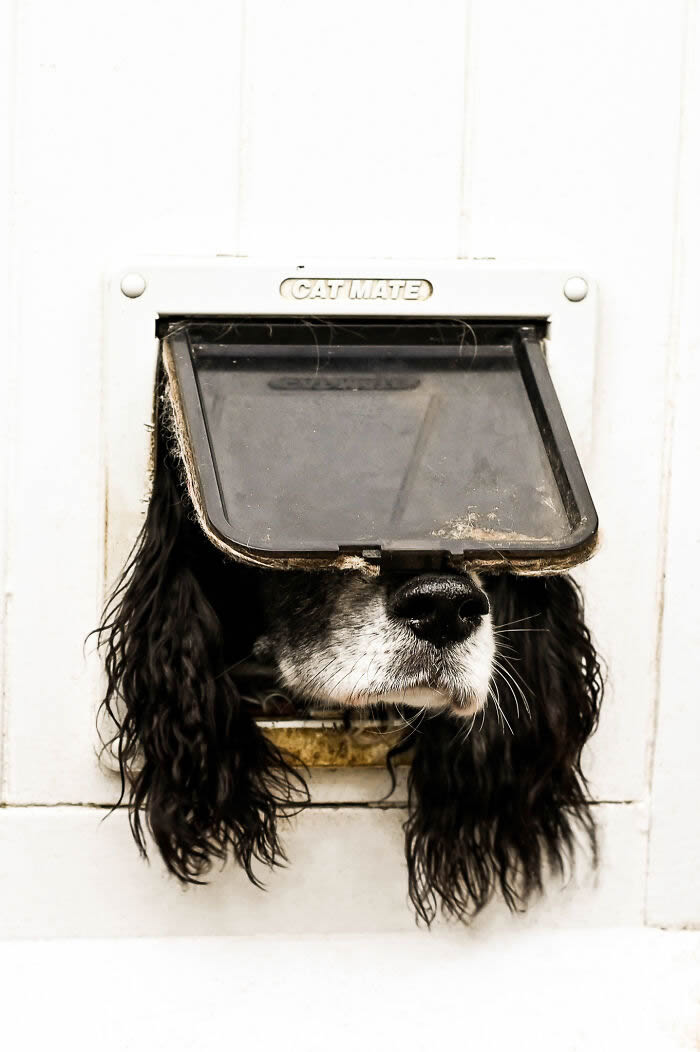 Comedy Pet Photography Awards 2024 Winners