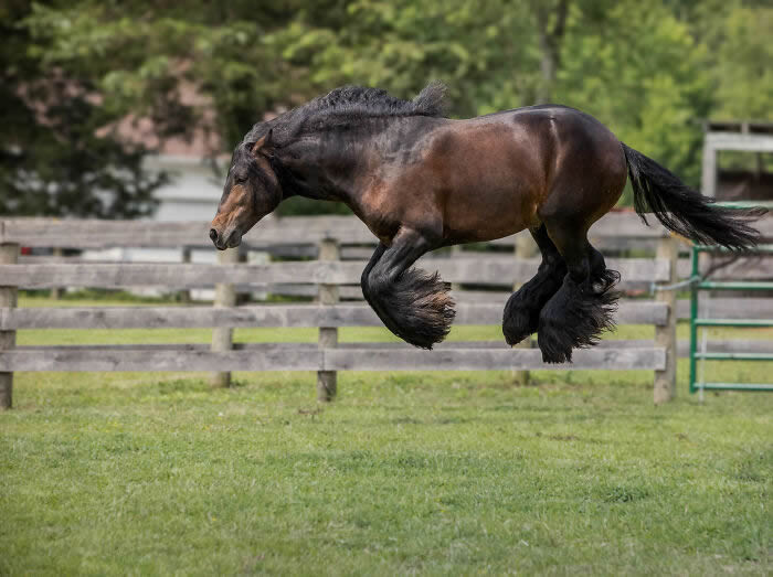 Comedy Pet Photography Awards 2024 Winners