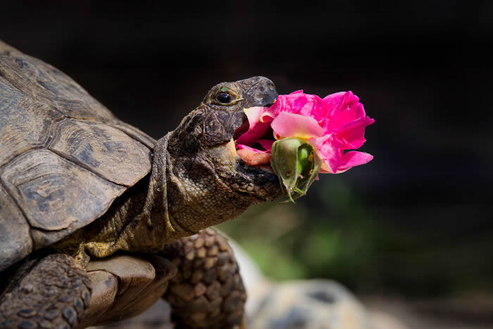 Comedy Pet Photography Awards 2024 Winners