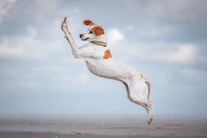 Comedy Pet Photography Awards 2024 Winners