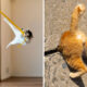 Comedy Pet Photography Awards 2024 Winners