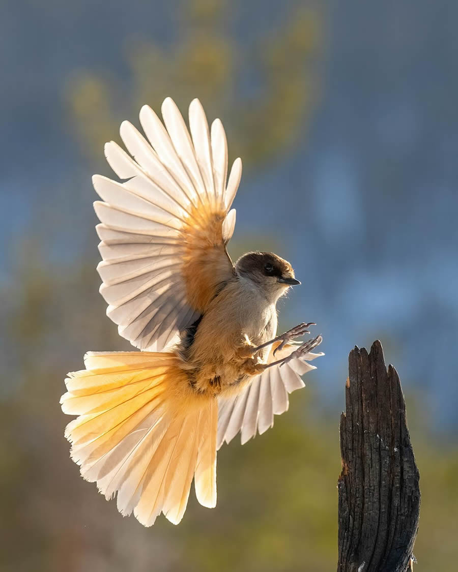 Finland Bird Photography By Mikko Oivukka