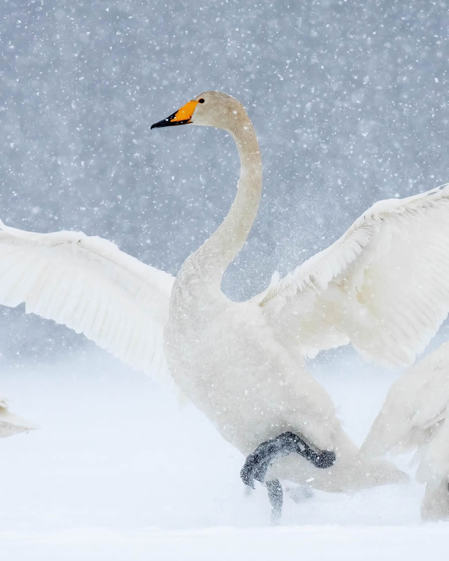 Finland Bird Photography By Mikko Oivukka