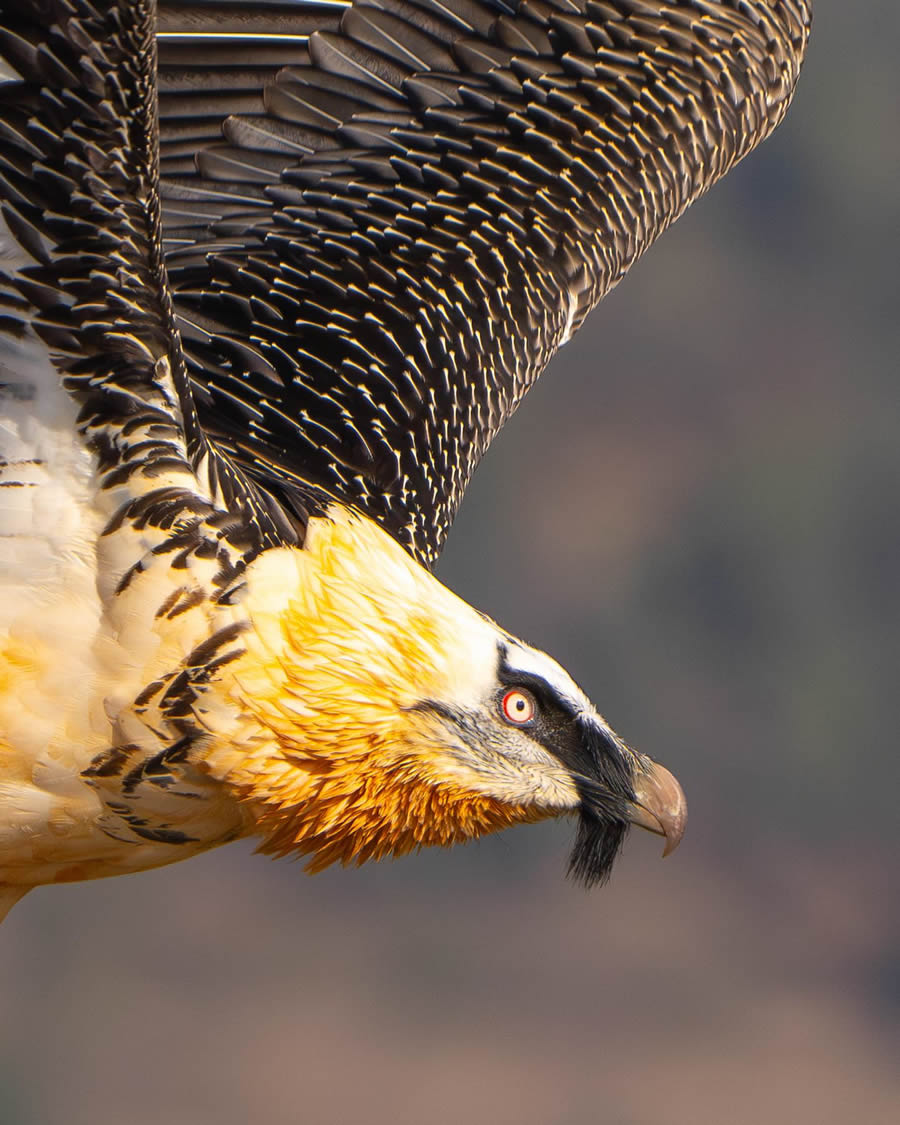 Finland Bird Photography By Mikko Oivukka