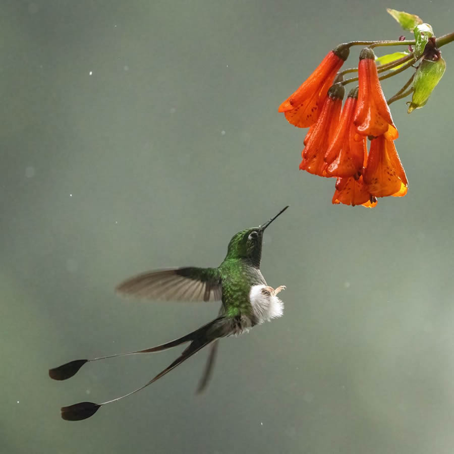 Finland Bird Photography By Mikko Oivukka