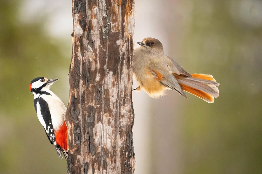 Finland Bird Photography By Mikko Oivukka