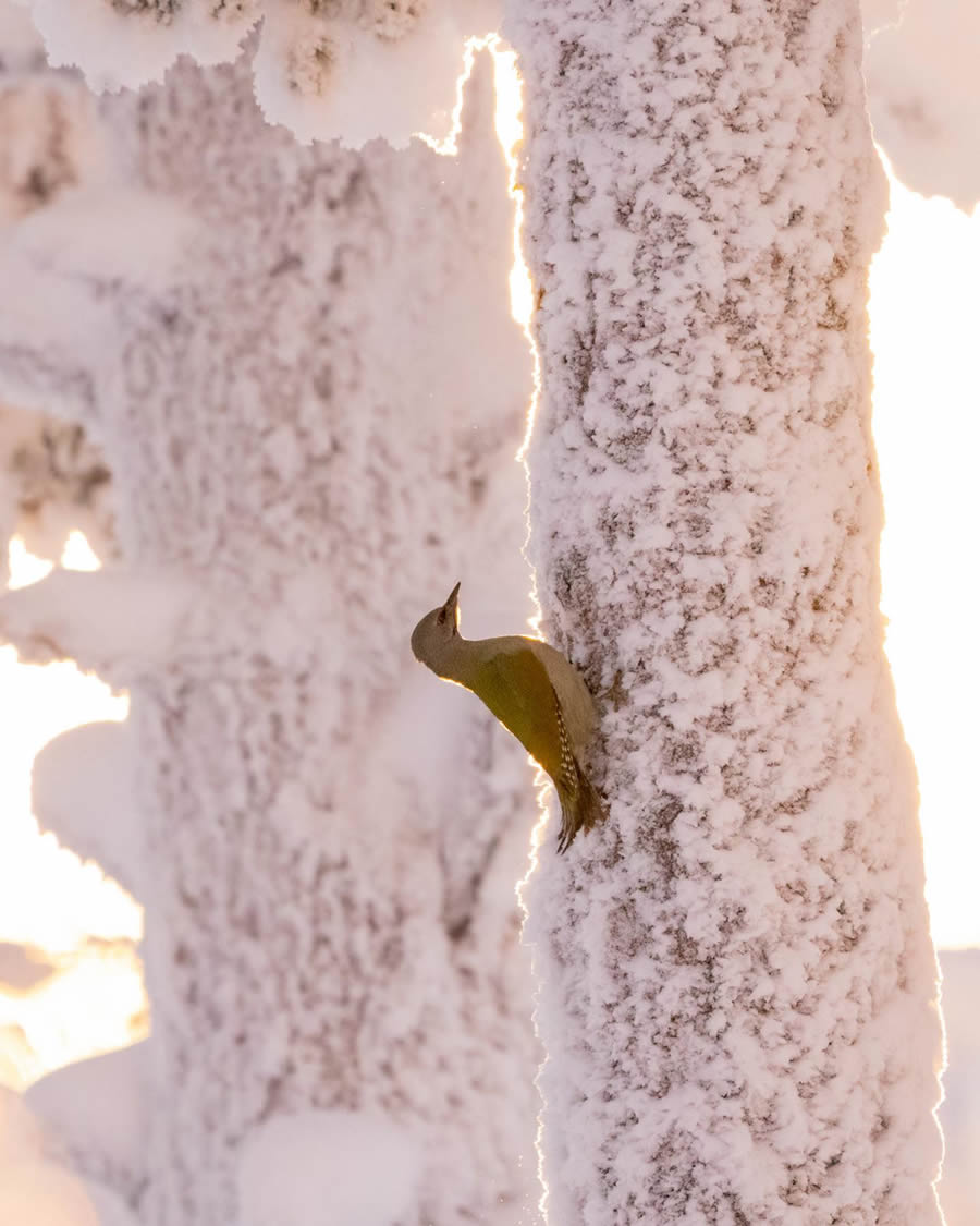 Finland Bird Photography By Mikko Oivukka