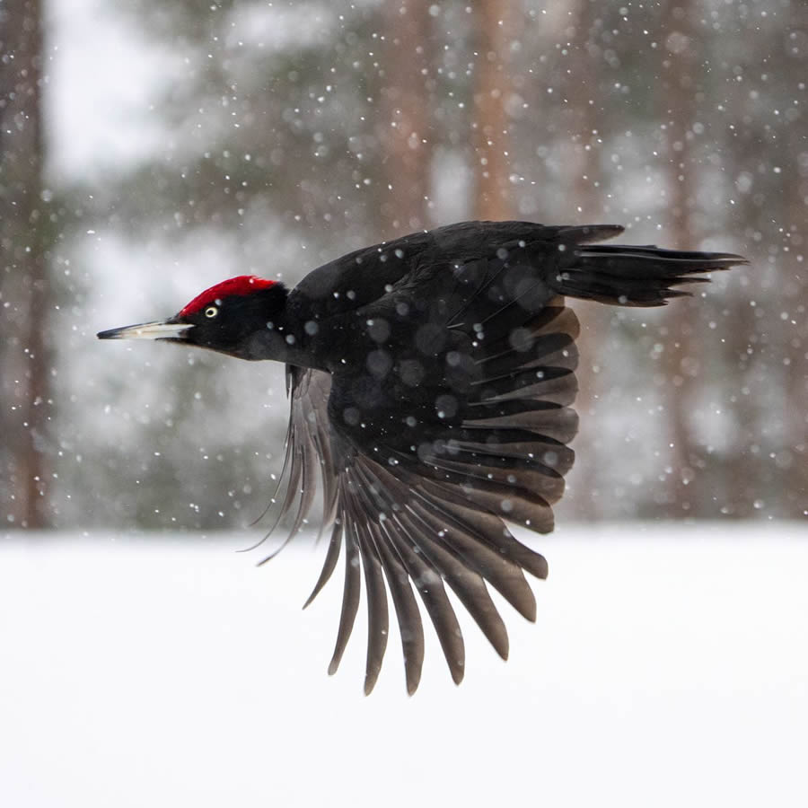 Finland Bird Photography By Mikko Oivukka