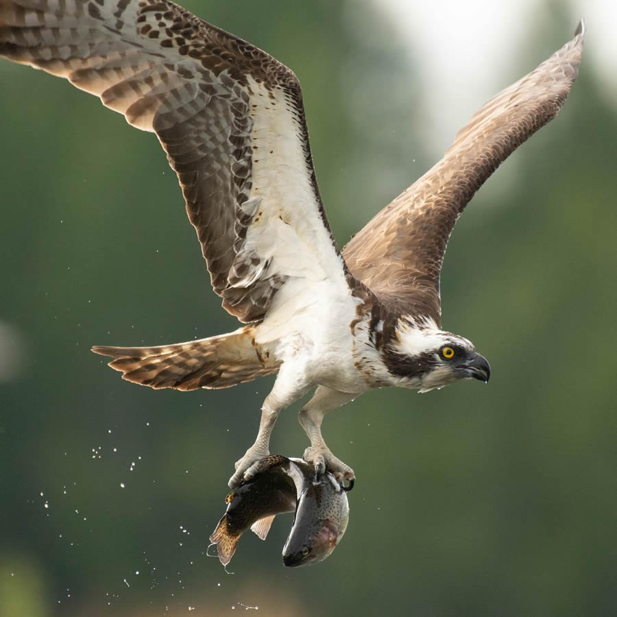 Finland Bird Photography By Mikko Oivukka