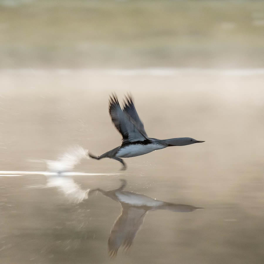 Finland Bird Photography By Mikko Oivukka