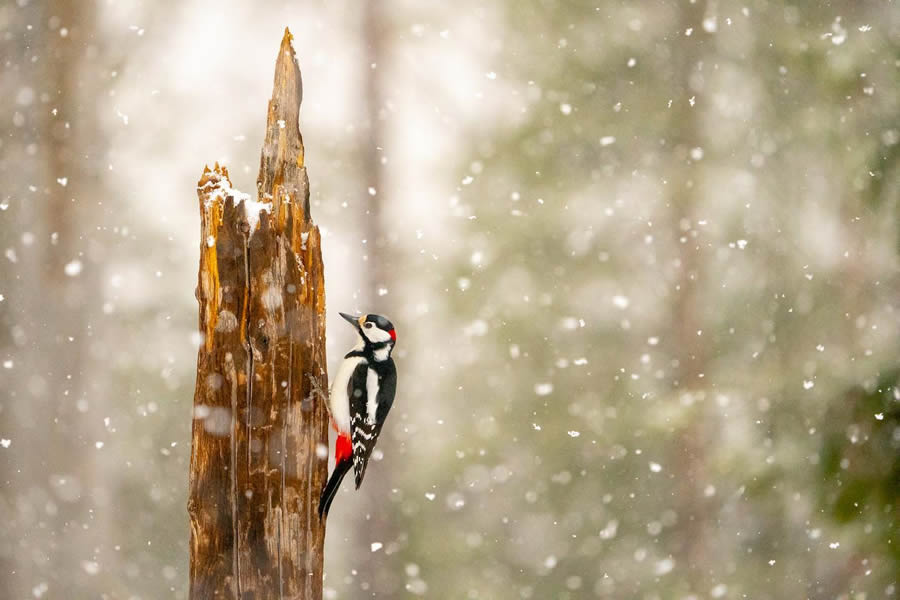 Finland Bird Photography By Mikko Oivukka