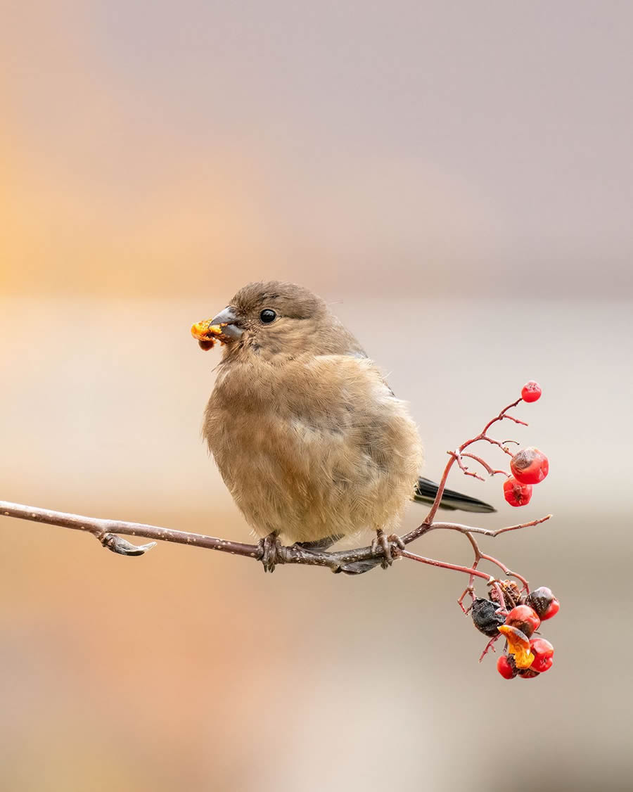 Finland Bird Photography By Mikko Oivukka