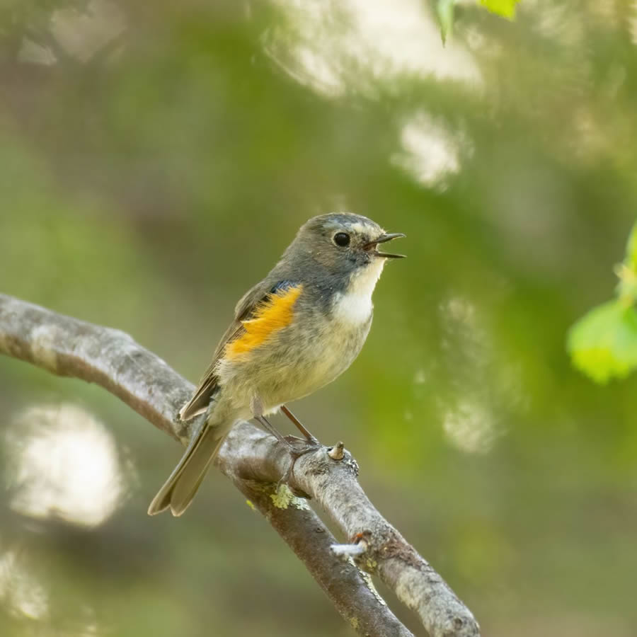 Finland Bird Photography By Mikko Oivukka