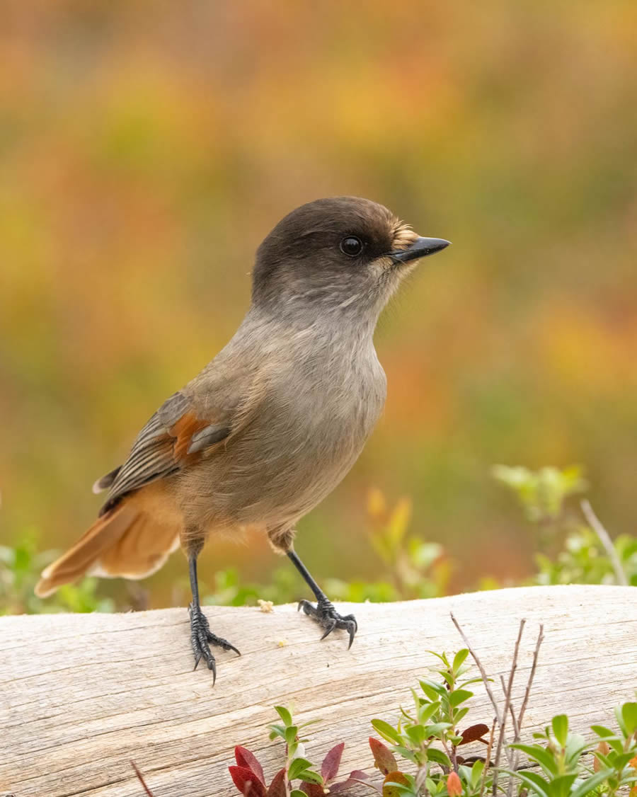 Finland Bird Photography By Mikko Oivukka