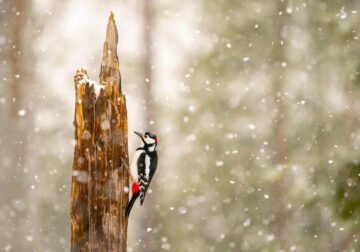 Finland Bird Photography By Mikko Oivukka