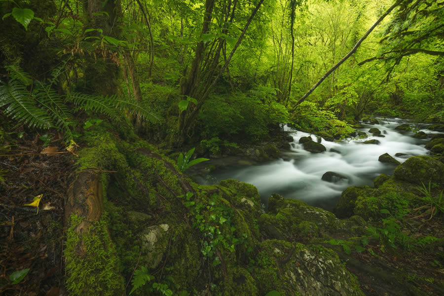 Enchanting Forest Landscapes By Daniel Paravisini